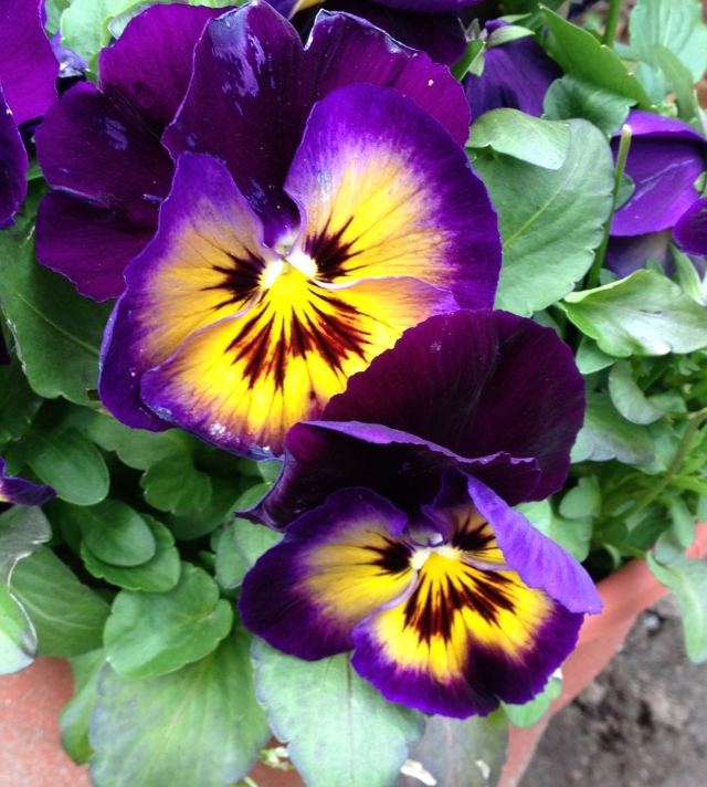 Pansies, that's for Thoughts